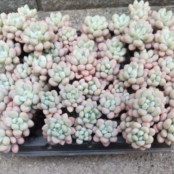 多肉植物 エケベリア ロココ 10本カット苗