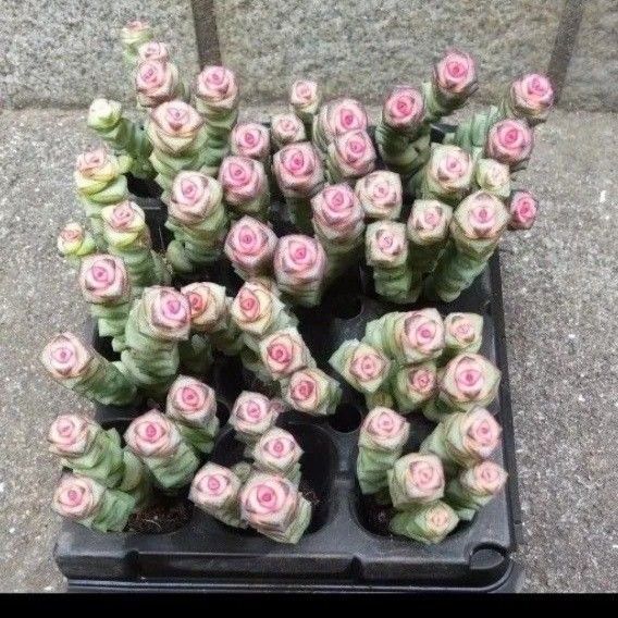 多肉植物 数珠星 銭串錦 2苗10〜12頭
