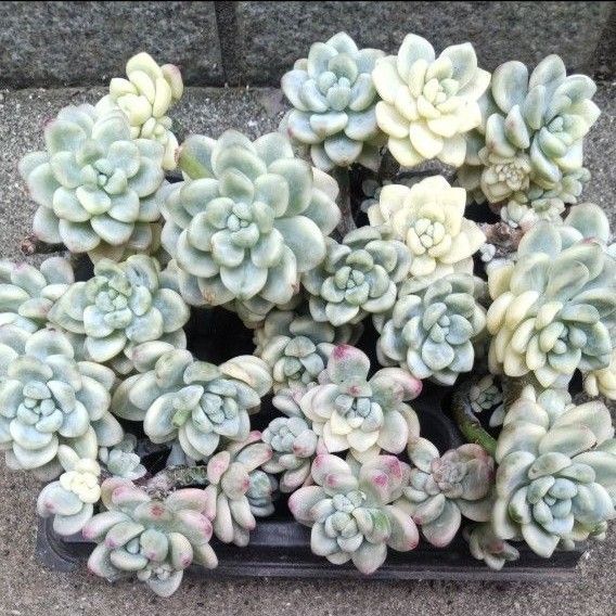 多肉植物 ラウル錦 5本カット苗