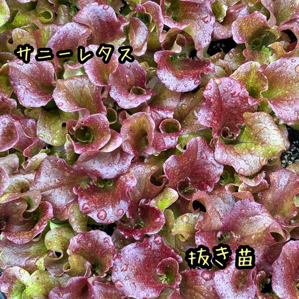 サニーレタス 抜き苗 10苗 野菜 家庭菜園
