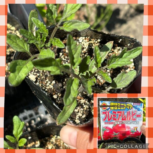 プレミアムルビー 抜き苗 3苗 ミニトマト 野菜 家庭菜園