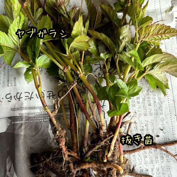 ヤブガラシ ヤブカラシ 抜き苗 10苗 亀のエサ カメ リクガメ