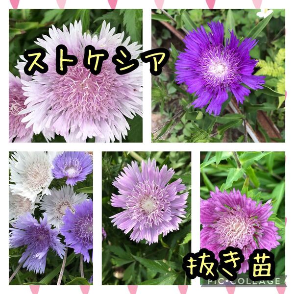 ストケシア 抜き苗 ちび苗 5苗 お色不明