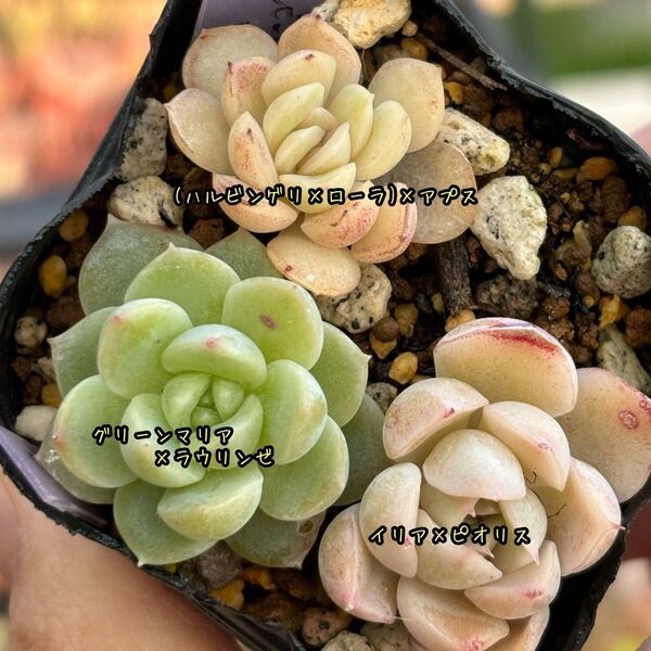 多肉植物 セット 小苗 実生苗 葉挿し苗 エケベリア他