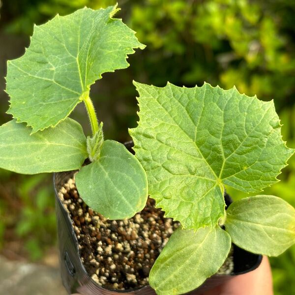 節成きゅうり 抜き苗 3苗 家庭菜園 野菜