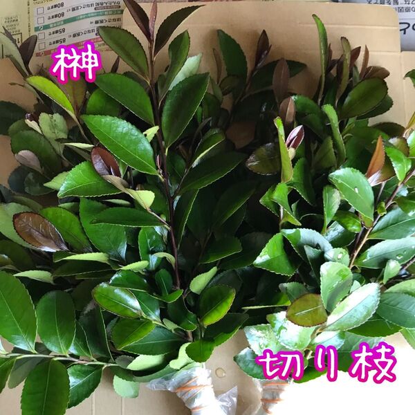 榊 さかき ヒサカキ? 切り枝 新年