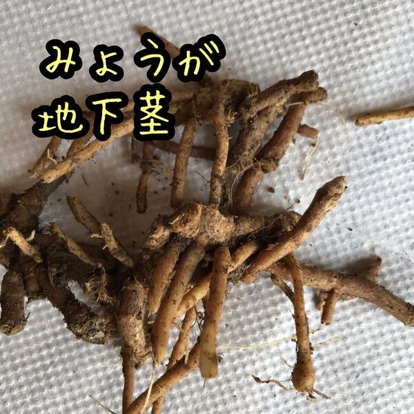みょうが ミョウガ 茗荷 地下茎