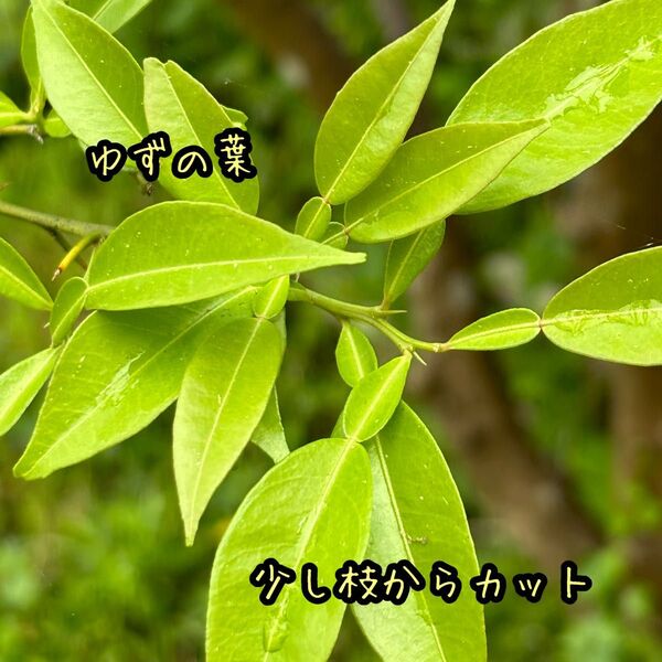 ゆずの木 切り枝 ゆずの葉 約50枚 柑橘系 アゲハ蝶 餌 柚子
