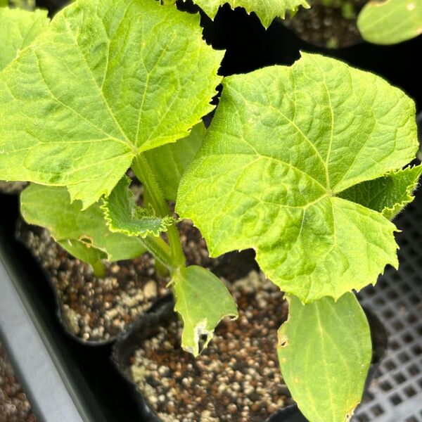 節成きゅうり 抜き苗 3苗 家庭菜園 野菜
