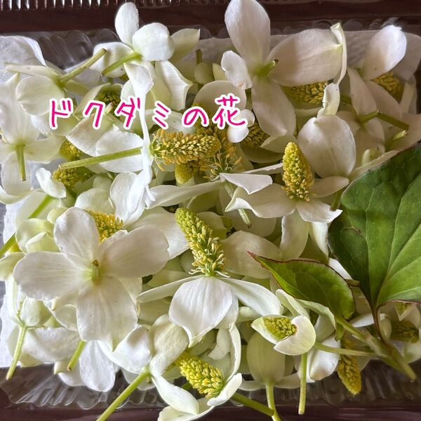 ドクダミの花 約200個 チンキ作りなどに
