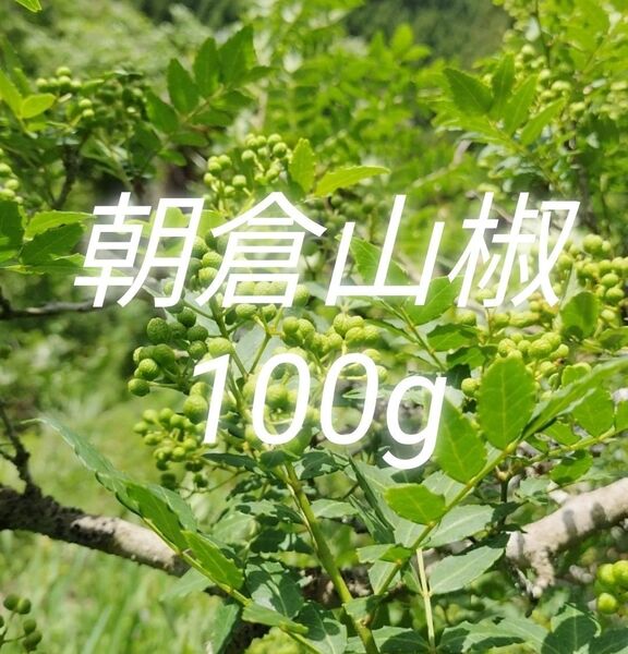 山椒の実 100g 大分県産 朝倉山椒 農薬不使用 青山椒 実山椒