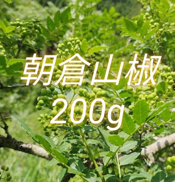 山椒の実 200g 大分県産 朝倉山椒 農薬不使用 青山椒 実山椒