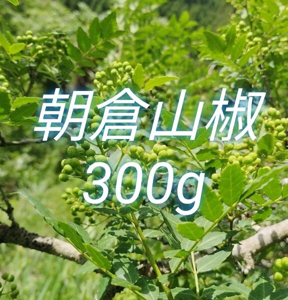 山椒の実 300g 大分県産 朝倉山椒 農薬不使用 青山椒 実山椒