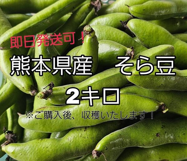 熊本県産 そら豆 60サイズ