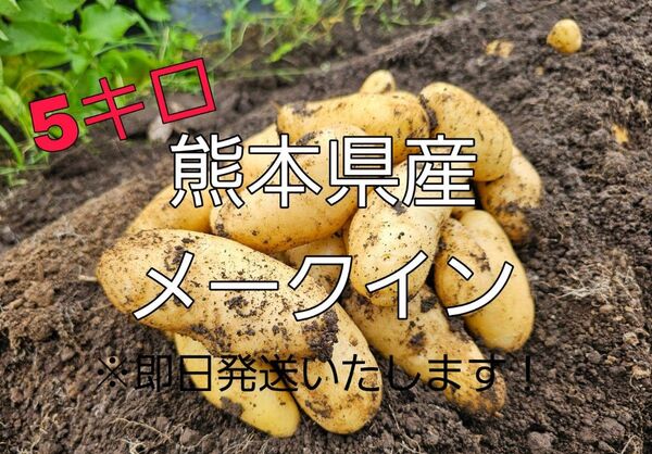 熊本県産 メークイン じゃがいも 5キロ
