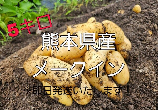 熊本県産 メークイン じゃがいも 5キロ