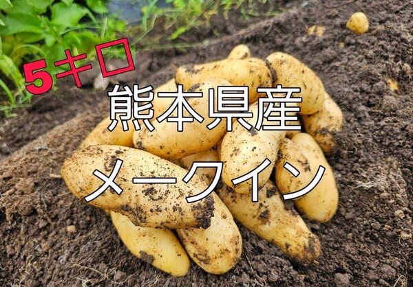 熊本県産 メークイン じゃがいも 5キロ