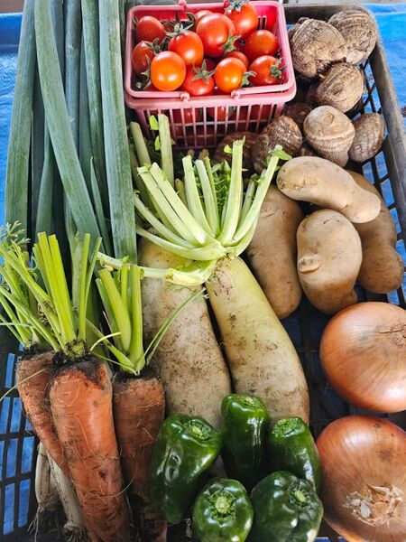 5月 無農薬野菜 野菜詰め合わせ 80サイズ