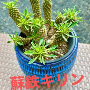 蘇鉄キリン(子株たくさん付き) ユーフォルビア