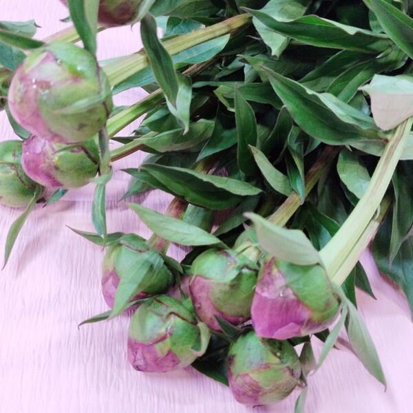 八重芍薬 華燭の典 10本