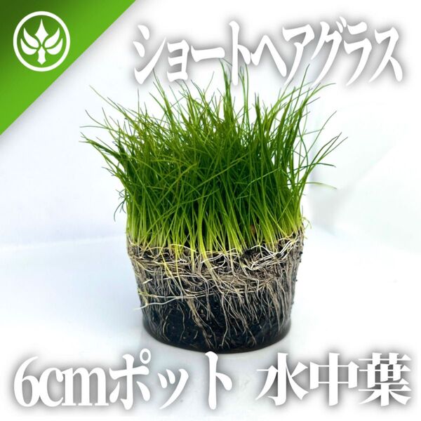【送料無料】ショートヘアーグラス 6cmポット 水中葉
