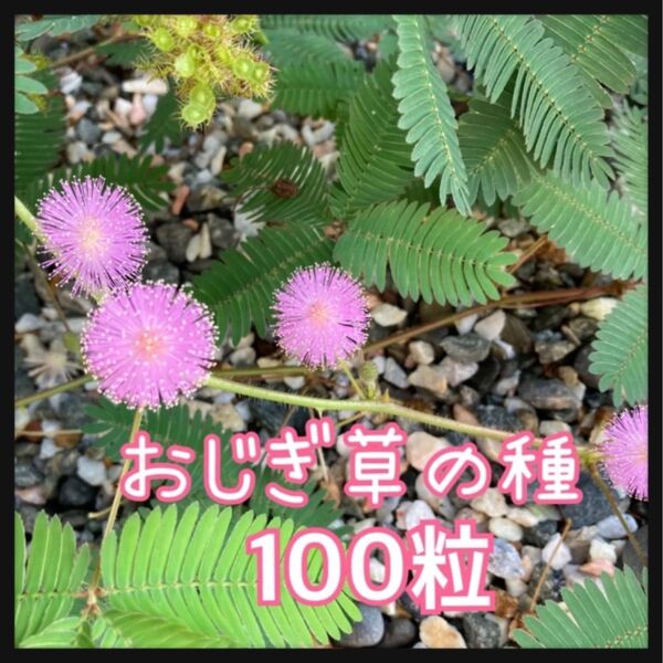 おしぎ草の種 100粒 オジギソウ 夏休み 自由研究