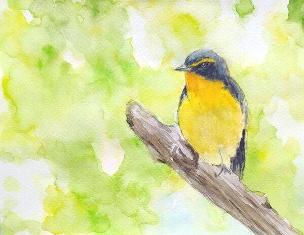 水彩画 手描き 野鳥【キビタキ】(フレーム付)