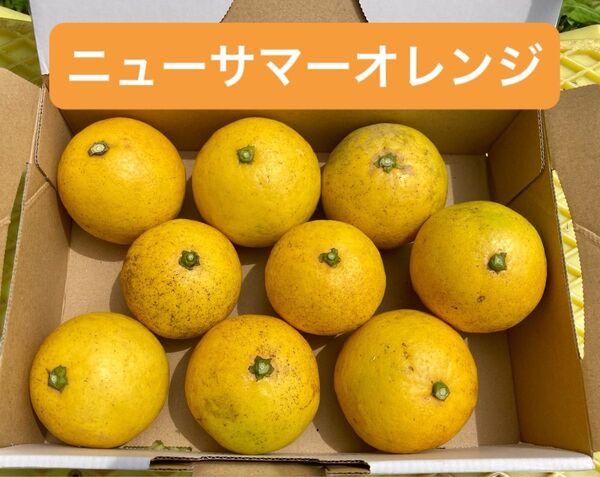 ニューサマーオレンジ 9個 ご家庭用
