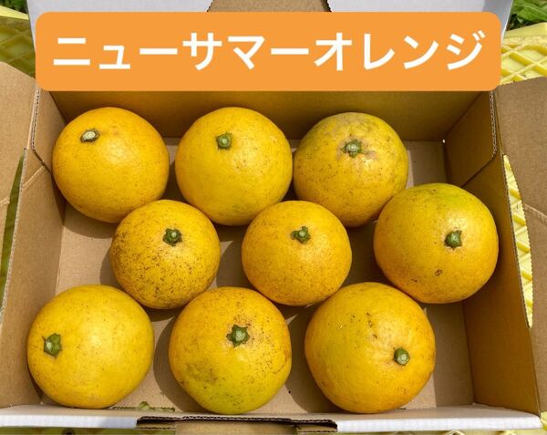 ニューサマーオレンジ 9コ ご家庭用