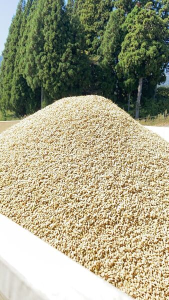 令和6年 新潟県産 白米9kg つきあかり