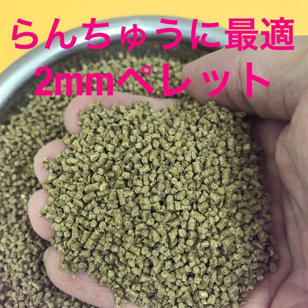 2㎜ペレット 500g入り らんちゅう 土佐金に最適な餌 粉やクズの少ない高品質な餌 消化吸収の良い餌です 沈下性