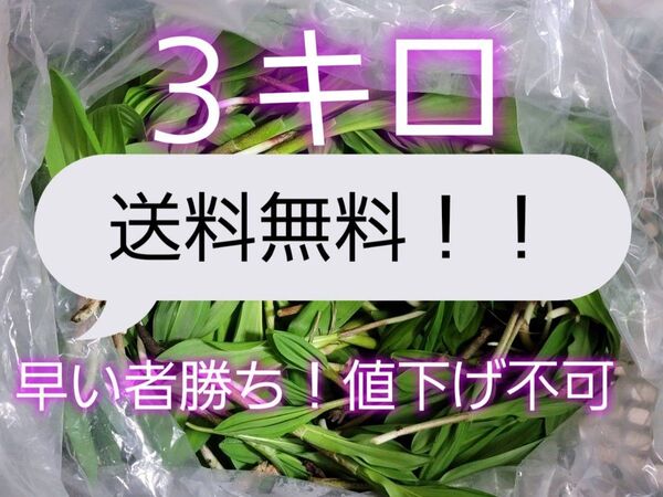 北海道道東産天然行者にんにく3キロ