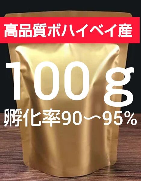 【高品質ボハイベイ産 孵化率90〜95% 24時間孵化 微細卵】ブラインシュリンプエッグ 100g