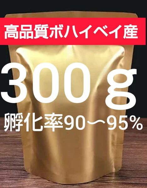 【高品質ボハイベイ産 孵化率90〜95% 24時間孵化 微細卵】ブラインシュリンプエッグ 300g