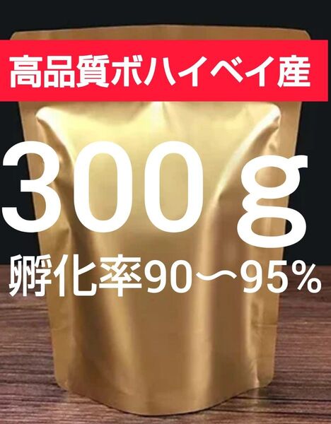 【高品質ボハイベイ産 孵化率90〜95% 24時間孵化 微細卵】ブラインシュリンプエッグ 300g