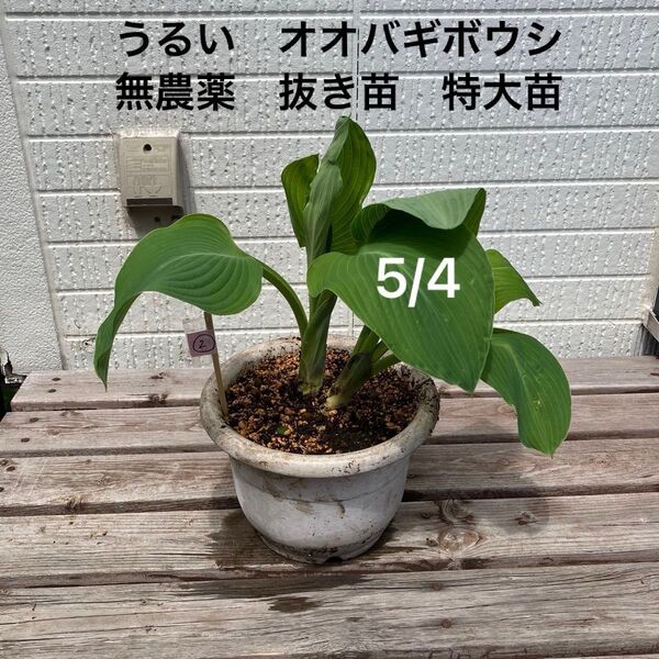 うるい オオバギボウシ 苗 山菜 無農薬 抜き苗 特大苗 シェードガーデン