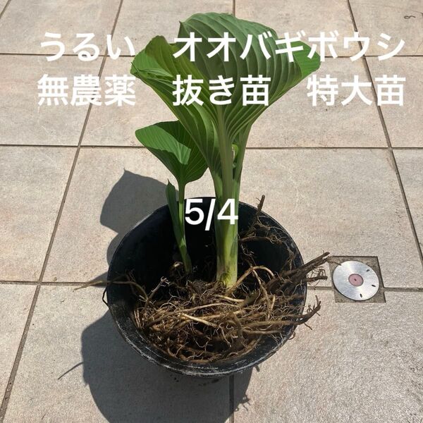 うるい オオバギボウシ 苗 山菜 無農薬 抜き苗 特大苗 シェードガーデン