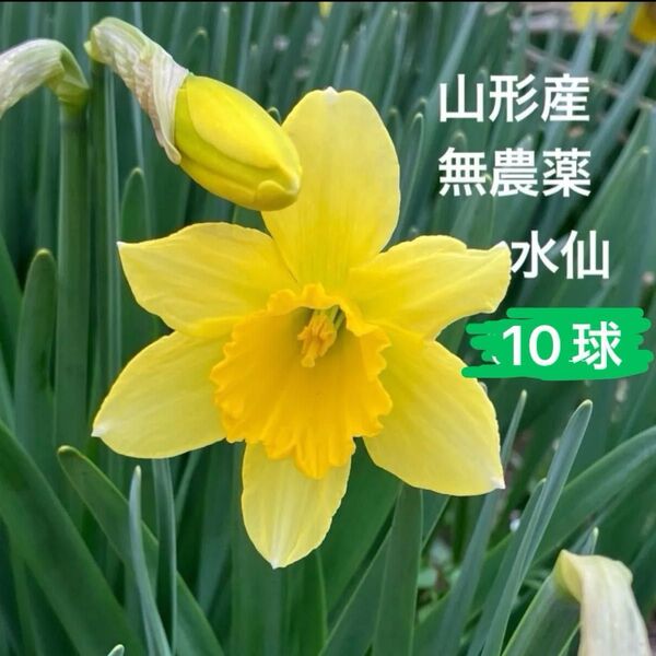 水仙 黄 無農薬 ラッパ水仙