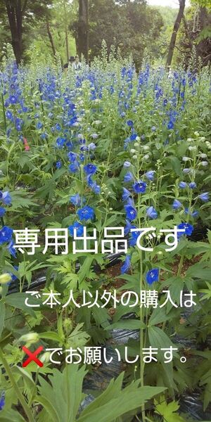 常田大希 KingGnu キングヌー キリンビバレッジ ファイア 非売品ポスター