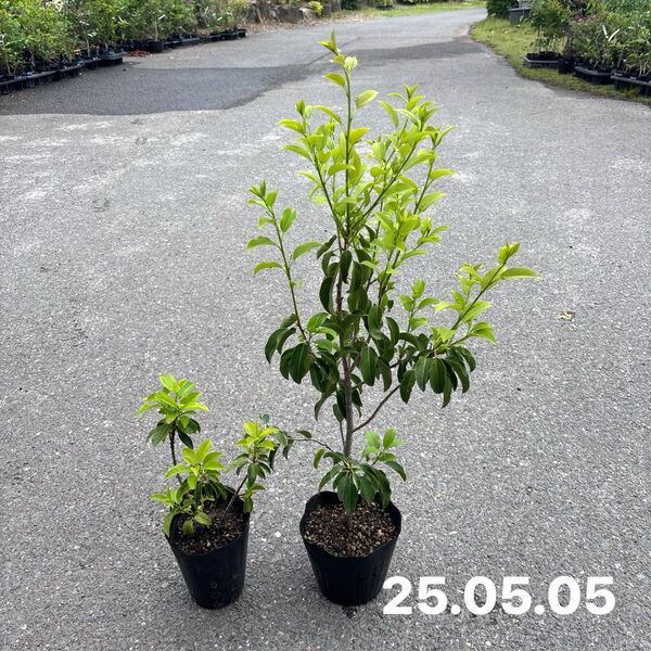 y55.ソヨゴ苗 雄木と雌木の2本