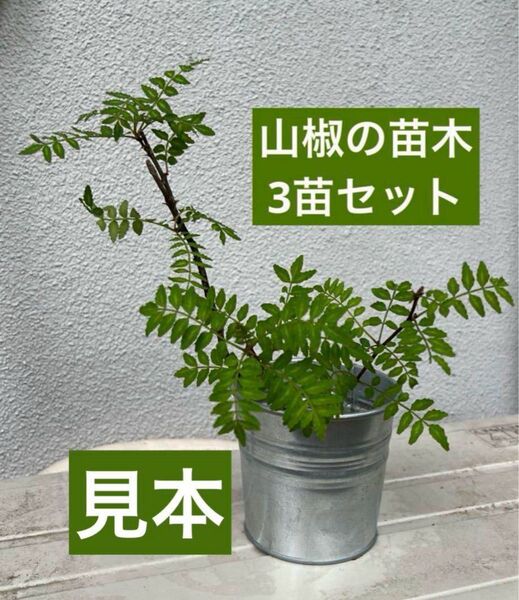山椒の苗木 3苗セット