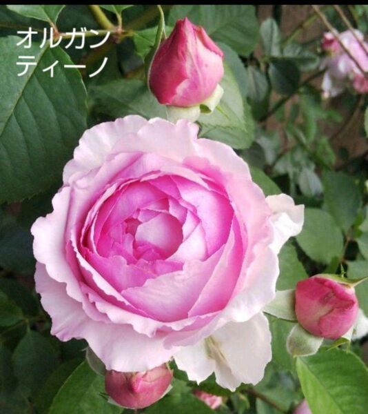 バラ苗 オルガンティーノ 接木新苗 強健 強香 つる性 4号 薔薇 苗 ラスト