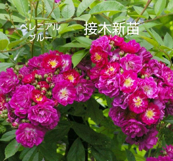 つるバラ ペレニアルブルー 接木新苗 中香 強健 4号 バラ苗 薔薇 苗