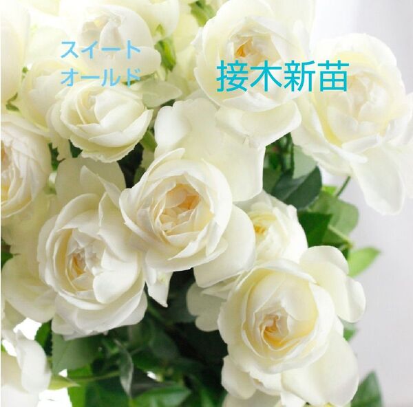 バラ苗 スイートオールド 接木新苗 切り花品種 入手困難 中香 4号 薔薇 苗 ラスト