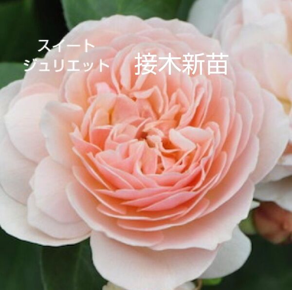 バラ苗 ER スイートジュリエット 接木新苗 廃盤品種 強香 強健 4号 薔薇 苗 ラスト