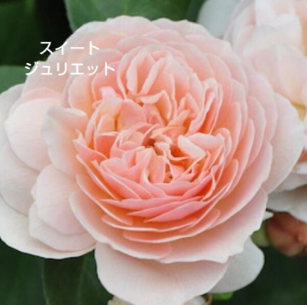 バラ苗 ER スイートジュリエット 接木新苗 強香 強健 廃盤品種 入手困難 4号 薔薇 苗 ラスト