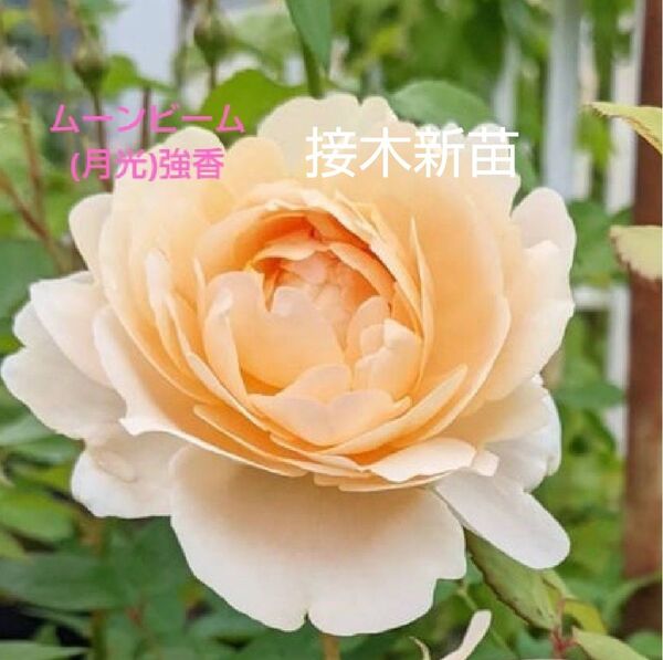 バラ苗 ER ムーンビーム 接木新苗 廃盤品種 強健 強香 4号 薔薇 苗 ラスト