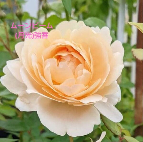 バラ苗 ER ムーンビーム 接木新苗 強香 強健 廃盤品種 入手困難 4号 薔薇 苗 ラスト