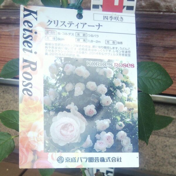 つるバラ クリスティアーナ 接木新苗 強香 強健 4号 バラ苗 薔薇 苗