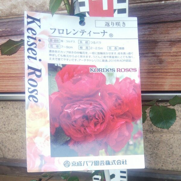 つるバラ フロレンティーナ 接木新苗 強健 4号 バラ苗 薔薇 苗